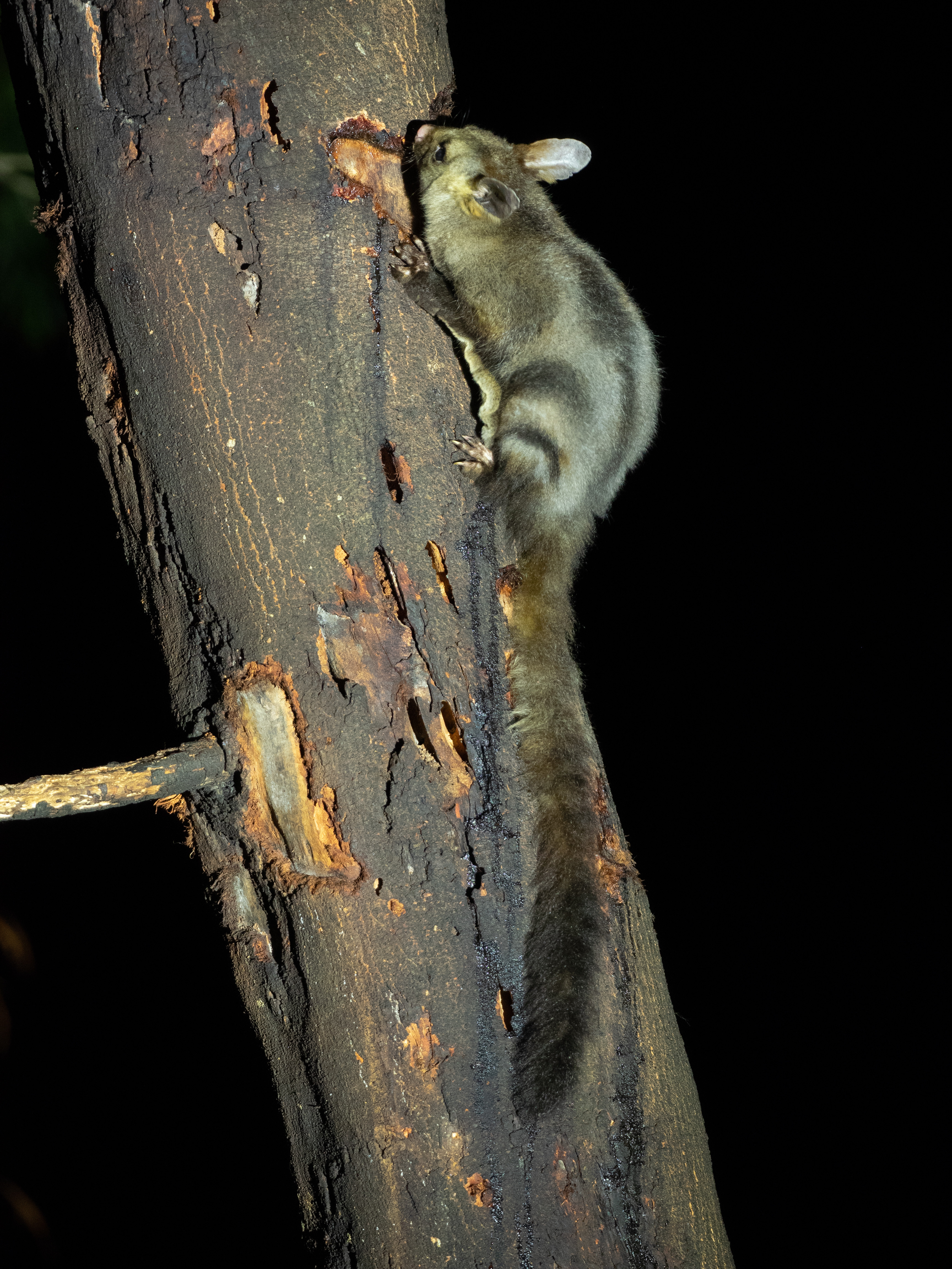 Small mammal on tree trunk